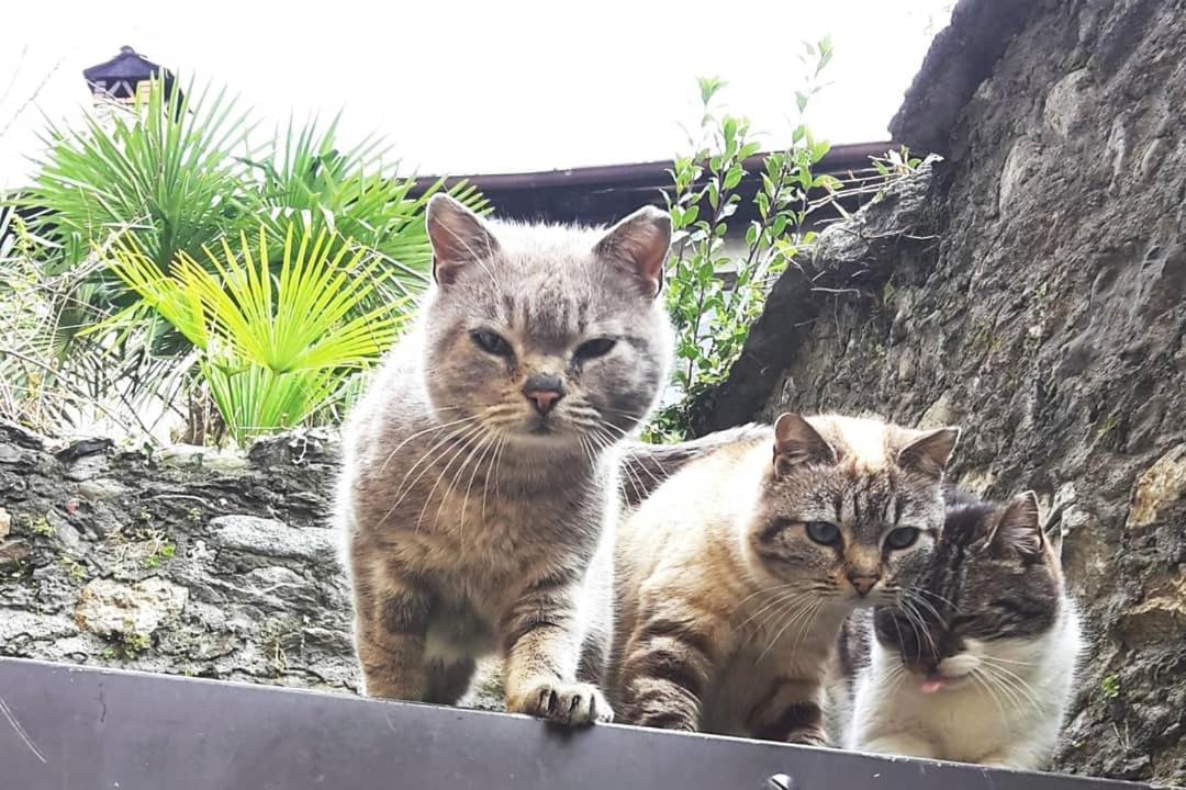 多马索House Of Cats公寓 外观 照片